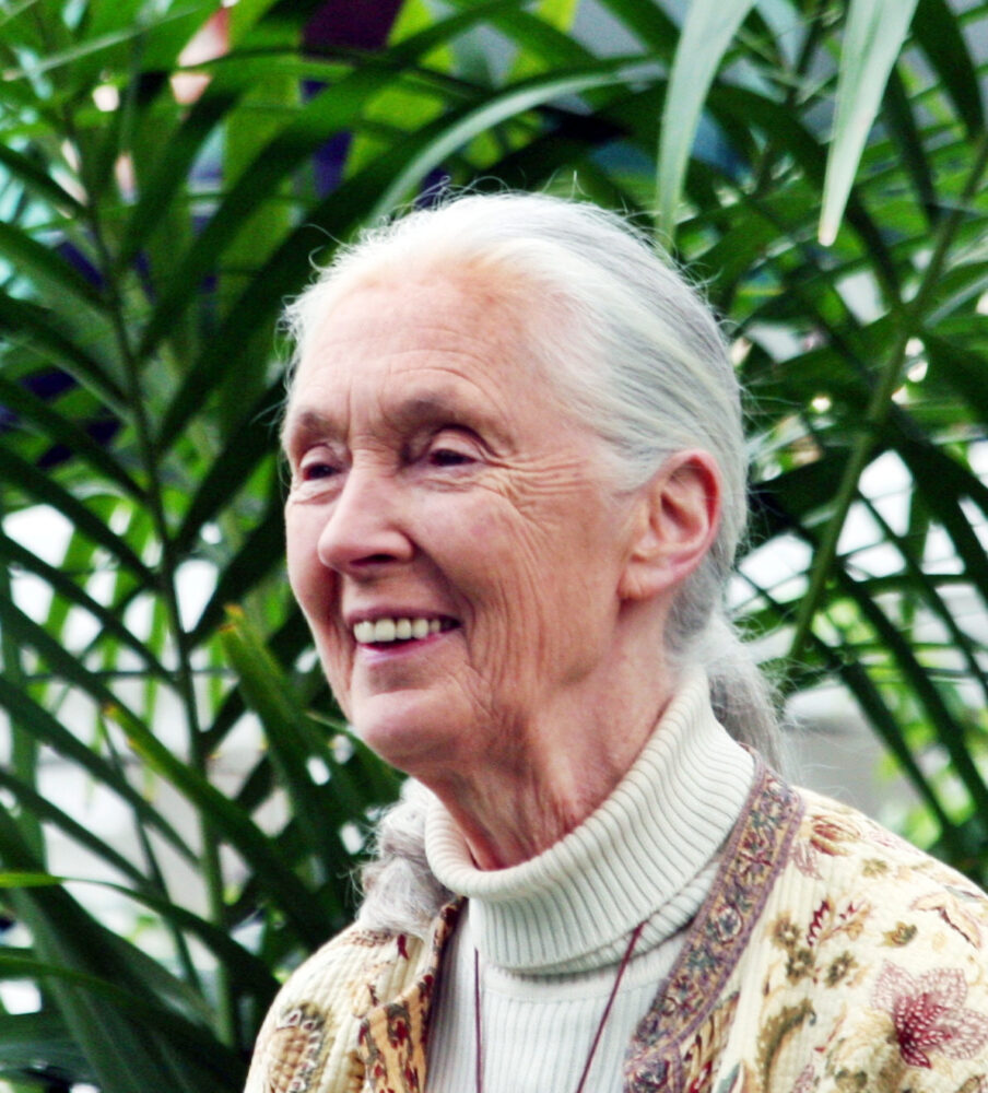 Jane Goodall GM