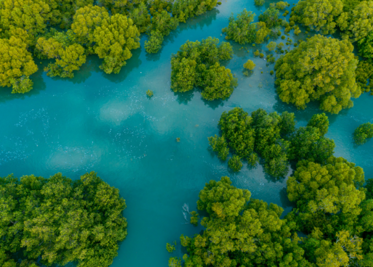 dia internacional defensa ecosistema manglar