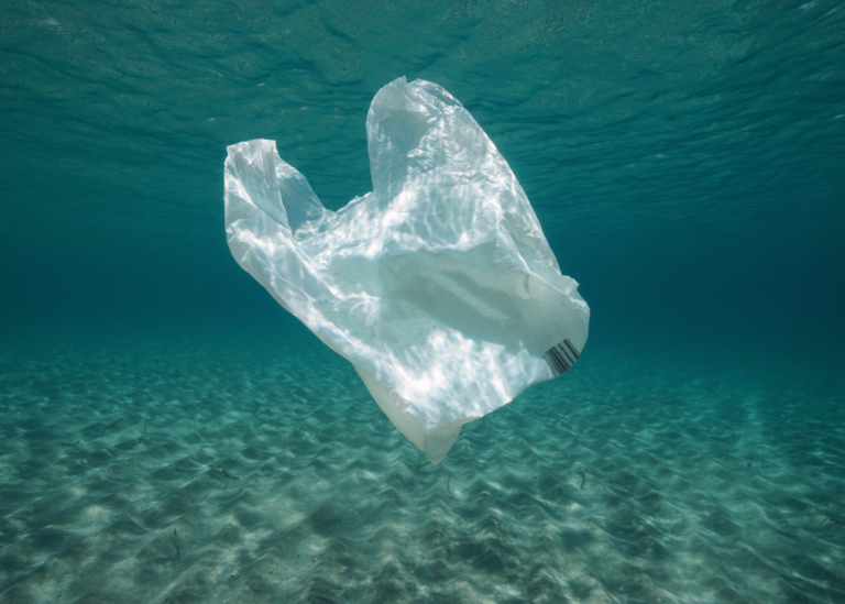 dia internacional libre bolsas plastico