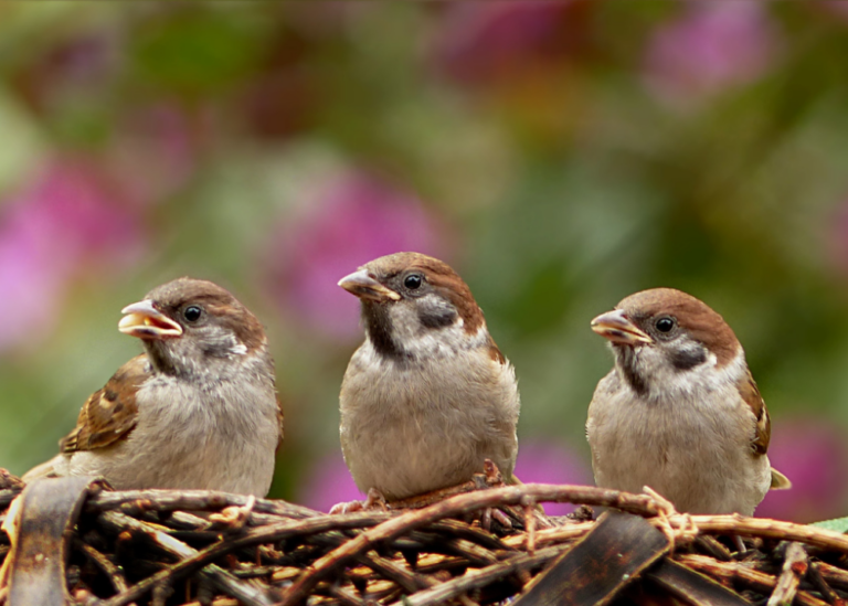 dia mundial aves