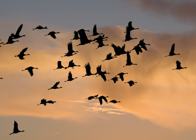 dia mundial aves migratorias