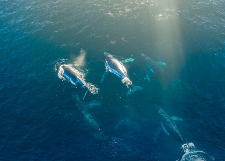 dia mundial ballenas delfines