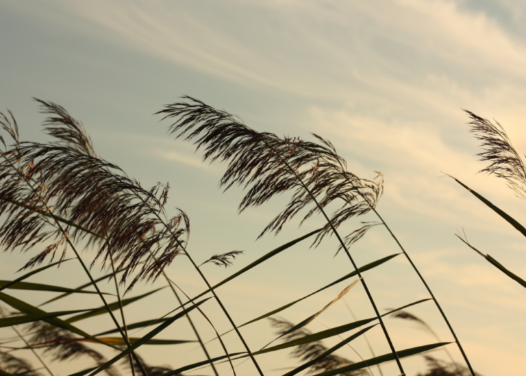 dia mundial viento