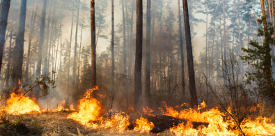 dia mundia prenvecion incendios