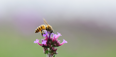 dia mundial abejas