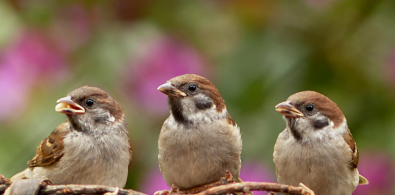 dia mundial aves