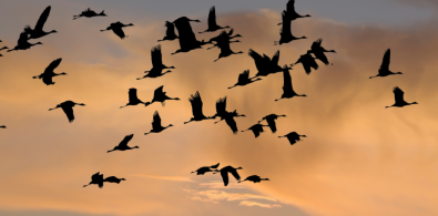 dia mundial aves migratorias