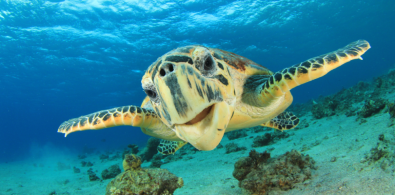 dia mundial biodiversidad